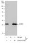 Enoyl-CoA Hydratase, Short Chain 1 antibody, GTX114376, GeneTex, Immunoprecipitation image 