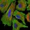 FAS antibody, GTX60557, GeneTex, Immunocytochemistry image 