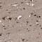 KAT8 Regulatory NSL Complex Subunit 1 antibody, PA5-52402, Invitrogen Antibodies, Immunohistochemistry frozen image 