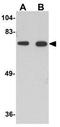 BORA Aurora Kinase A Activator antibody, GTX85297, GeneTex, Western Blot image 