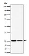 Polyamine Modulated Factor 1 antibody, M08465, Boster Biological Technology, Western Blot image 