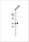 Ring Finger Protein 1 antibody, A01824, Boster Biological Technology, Western Blot image 