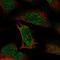 Arginyltransferase 1 antibody, HPA038444, Atlas Antibodies, Immunofluorescence image 