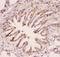 MYD88 Innate Immune Signal Transduction Adaptor antibody, LS-C344009, Lifespan Biosciences, Immunohistochemistry frozen image 