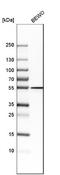 Forkhead Box J1 antibody, NBP1-87928, Novus Biologicals, Western Blot image 