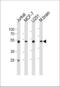 Enolase 1 antibody, MBS9212333, MyBioSource, Western Blot image 