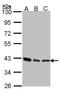 SEC13 Homolog, Nuclear Pore And COPII Coat Complex Component antibody, NBP1-33291, Novus Biologicals, Western Blot image 