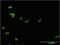 Homeobox C12 antibody, MA5-19125, Invitrogen Antibodies, Immunofluorescence image 