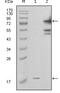 Nicotinamide Phosphoribosyltransferase antibody, MA5-15388, Invitrogen Antibodies, Western Blot image 