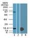 Interferon Induced Transmembrane Protein 3 antibody, PA1-41257, Invitrogen Antibodies, Western Blot image 