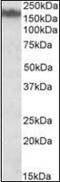 Neurofilament Medium antibody, orb195429, Biorbyt, Western Blot image 