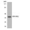 Olfactory Receptor Family 10 Subfamily R Member 2 antibody, LS-C200314, Lifespan Biosciences, Western Blot image 