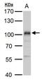 Mitogen-Activated Protein Kinase Kinase Kinase 12 antibody, PA5-32173, Invitrogen Antibodies, Western Blot image 