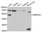 Serpin Family C Member 1 antibody, orb48536, Biorbyt, Western Blot image 