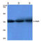 Jun Proto-Oncogene, AP-1 Transcription Factor Subunit antibody, AP06059PU-N, Origene, Western Blot image 