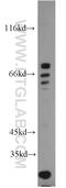 Autophagy Related 16 Like 1 antibody, 19812-1-AP, Proteintech Group, Western Blot image 