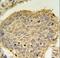 Trafficking Protein Particle Complex 6A antibody, LS-C160134, Lifespan Biosciences, Immunohistochemistry frozen image 