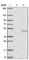 NPR2 Like, GATOR1 Complex Subunit antibody, HPA038196, Atlas Antibodies, Western Blot image 