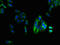 Lysophosphatidic Acid Receptor 4 antibody, LS-C396900, Lifespan Biosciences, Immunofluorescence image 