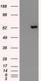 Glutamate Decarboxylase 1 antibody, LS-C114448, Lifespan Biosciences, Western Blot image 
