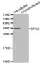 Ribosomal Protein S6 antibody, abx000902, Abbexa, Western Blot image 