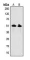 Growth Differentiation Factor 9 antibody, orb393295, Biorbyt, Western Blot image 