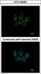 Tubulin Polyglutamylase Complex Subunit 2 antibody, GTX120361, GeneTex, Immunofluorescence image 