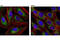 Mitofusin 2 antibody, 9482S, Cell Signaling Technology, Immunocytochemistry image 