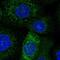 Transmembrane and coiled-coil domains protein 1 antibody, NBP2-55683, Novus Biologicals, Immunofluorescence image 