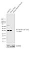 Actin Alpha 2, Smooth Muscle antibody, MA5-11544, Invitrogen Antibodies, Western Blot image 