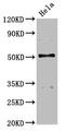 Branched Chain Keto Acid Dehydrogenase E1 Subunit Alpha antibody, CSB-PA002605LA01HU, Cusabio, Western Blot image 