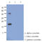 Synuclein Alpha antibody, LS-C200827, Lifespan Biosciences, Western Blot image 