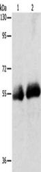 Solute Carrier Family 5 Member 5 antibody, CSB-PA050912, Cusabio, Western Blot image 
