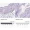 Melan-A antibody, NBP2-33535, Novus Biologicals, Immunohistochemistry paraffin image 