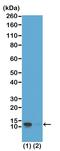 Histone Cluster 4 H4 antibody, MA5-24691, Invitrogen Antibodies, Western Blot image 