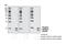 Stathmin 1 antibody, 3426S, Cell Signaling Technology, Western Blot image 