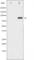 Glutamate Ionotropic Receptor AMPA Type Subunit 2 antibody, abx010846, Abbexa, Western Blot image 