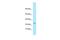 Myelin Associated Oligodendrocyte Basic Protein antibody, PA5-45545, Invitrogen Antibodies, Western Blot image 