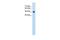 Solute Carrier Family 38 Member 1 antibody, PA5-42419, Invitrogen Antibodies, Western Blot image 