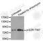 Ezrin antibody, AP0207, ABclonal Technology, Western Blot image 