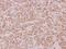 Proteasome 20S beta7 subunit antibody, NBP2-19954, Novus Biologicals, Immunohistochemistry frozen image 