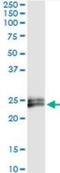 Interferon Epsilon antibody, H00338376-M01, Novus Biologicals, Immunoprecipitation image 