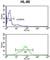 Bromo Adjacent Homology Domain Containing 1 antibody, abx034252, Abbexa, Western Blot image 