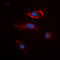 Fibroblast Growth Factor 22 antibody, abx133187, Abbexa, Western Blot image 