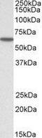 Karyopherin Subunit Alpha 3 antibody, GTX26038, GeneTex, Western Blot image 