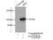 PWP2 Small Subunit Processome Component antibody, 11390-1-AP, Proteintech Group, Immunoprecipitation image 