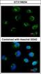 Glutamate Metabotropic Receptor 6 antibody, GTX108234, GeneTex, Immunofluorescence image 