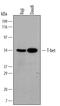 T-Box 21 antibody, MAB5385, R&D Systems, Western Blot image 