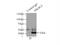 ERGIC And Golgi 2 antibody, 11927-1-AP, Proteintech Group, Immunoprecipitation image 