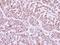 Interferon Regulatory Factor 9 antibody, NBP2-16991, Novus Biologicals, Immunohistochemistry paraffin image 